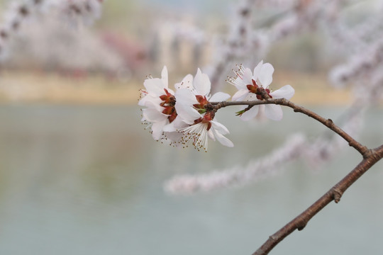 水边的樱樱花花朵