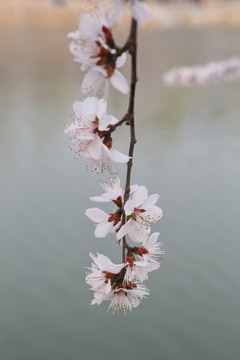 盛开在在水边的樱花花枝