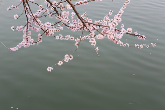 水岸绽放的樱花树
