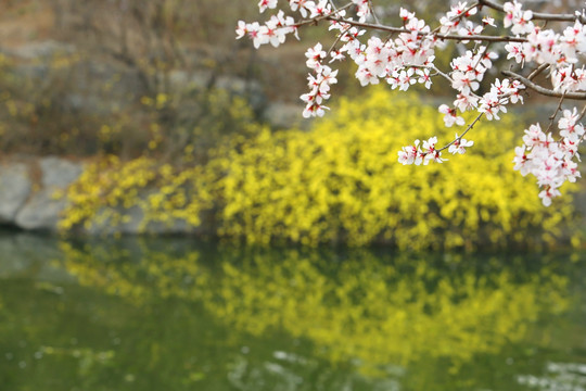 樱花花枝和迎春花花丛