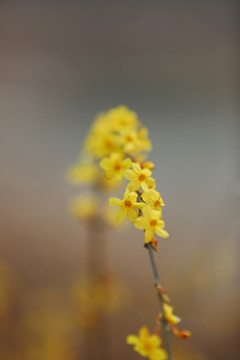 美丽的迎春花花条花心