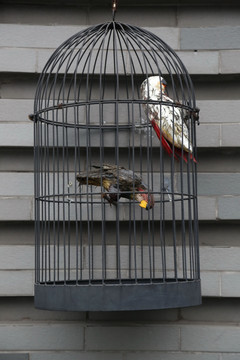 灰色铁鸟笼和鹦鹉标本
