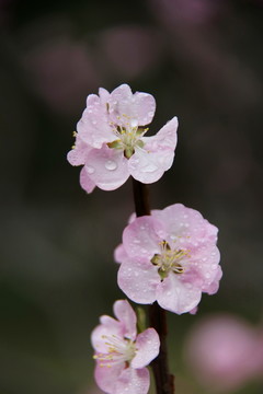 盛开的粉色樱樱花