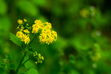 野菊花