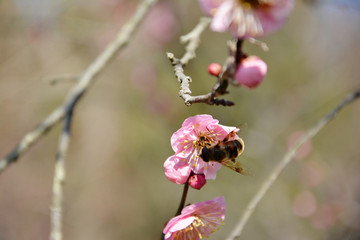 蜜蜂与梅花