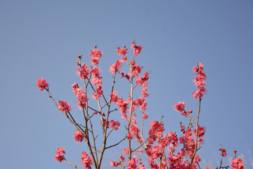 梅花盛开