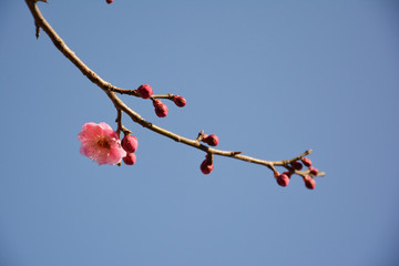 一枝梅花