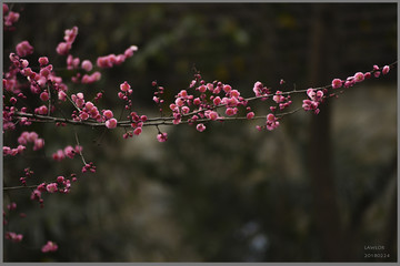 四川红梅花