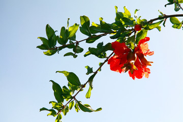 石榴花开