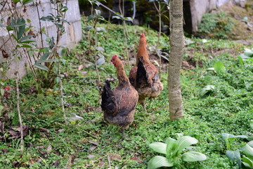 菜园走地鸡