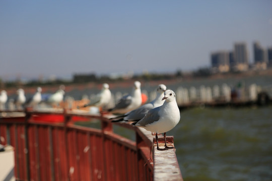 海鸥