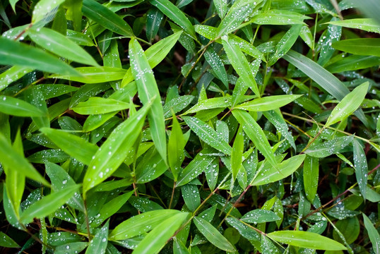 露珠野草