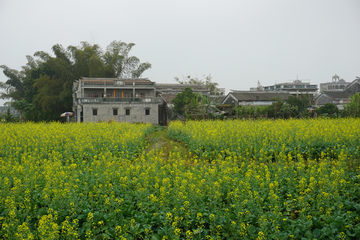 民宅外的油菜花田