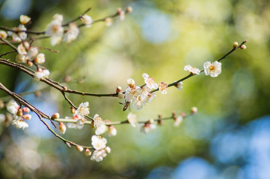 梅花