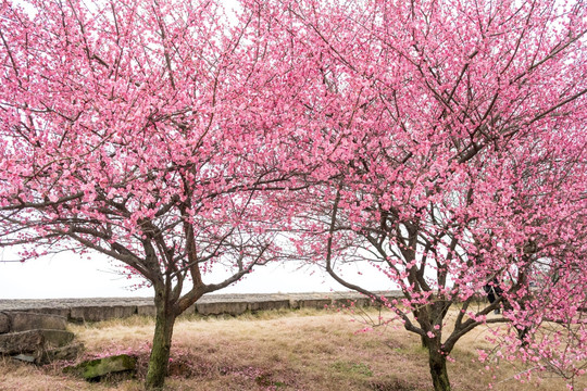 梅花