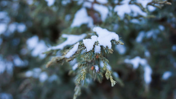 松上雪