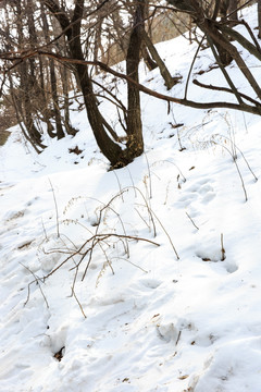 雪地 白雪