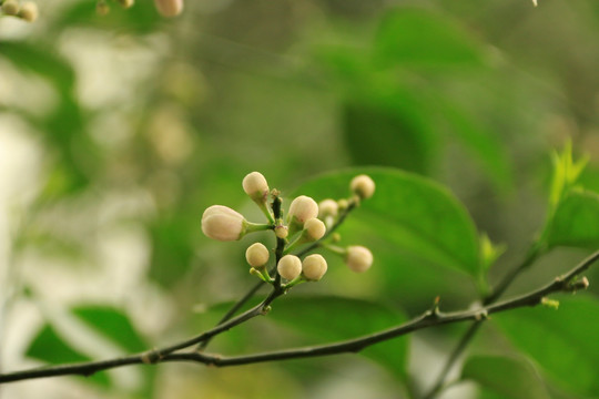 柠檬花