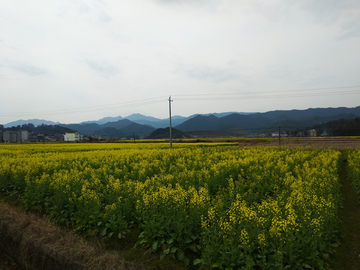 乡村油菜花田