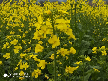 乡村油菜花海