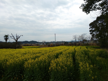 乡村油菜花田