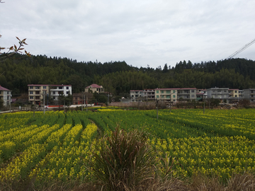 乡村油菜花田