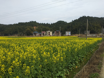 乡村油菜田