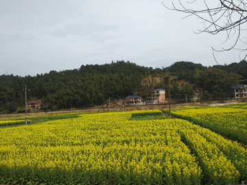 乡村油菜田