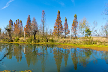 彩色湿地