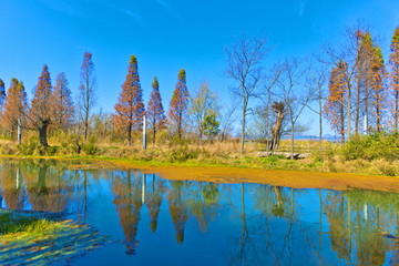 彩色湿地