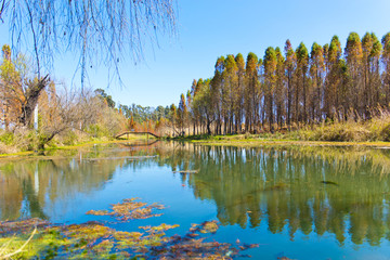 彩色湿地