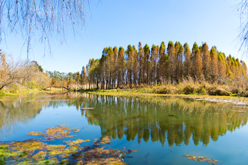 彩色湿地