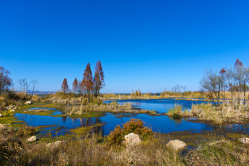 湿地春晓