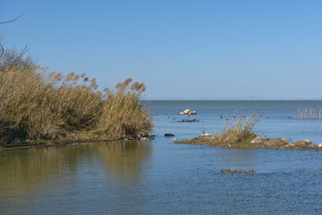 湿地