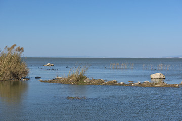 湿地