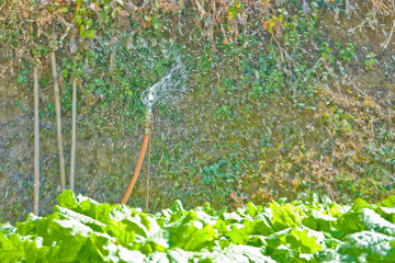 喷灌 浇水 喷雾 农业 灌溉