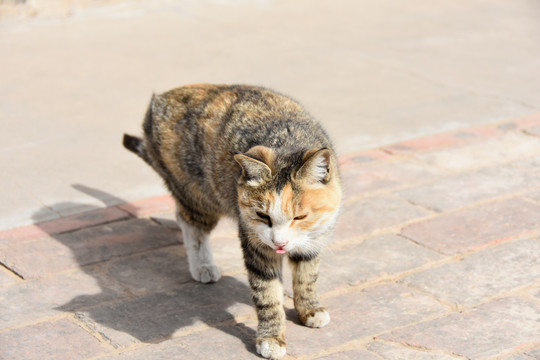 花斑猫