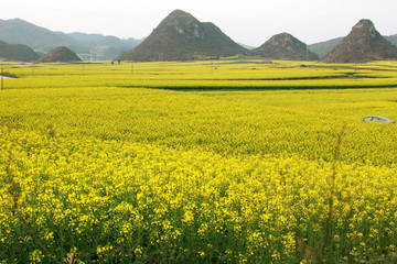 油菜花海