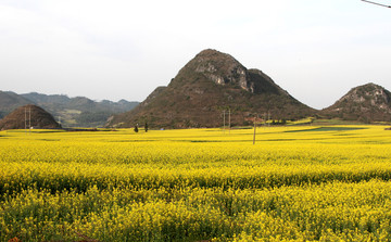 油菜花海