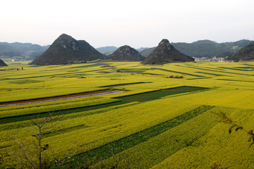 油菜花海