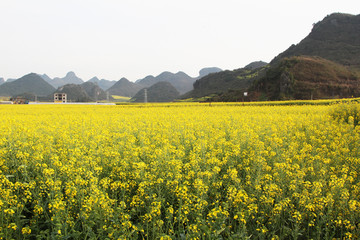 油菜花海