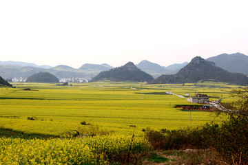 油菜花海