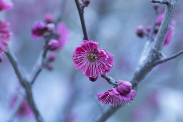 红梅报春