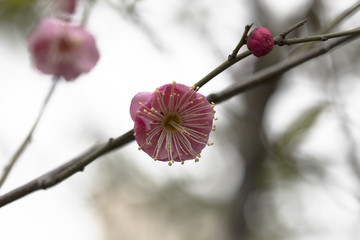 梅花