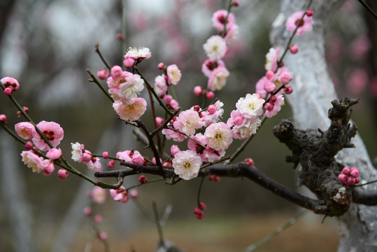 梅花