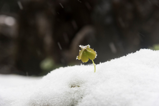 雪中小草