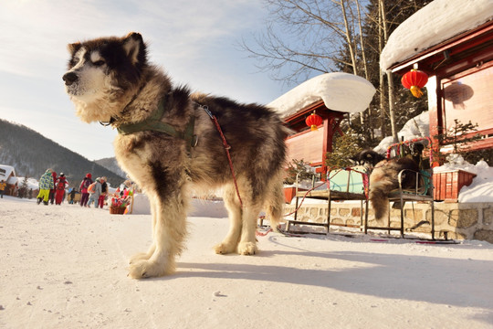 雪乡风情雪橇犬