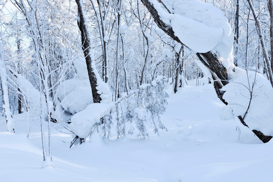 雪乡风情林场积雪