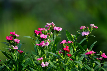 石竹花