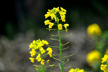 油菜花